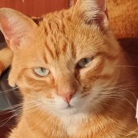LordFarnesi (@lordfarnesi) 's Twitter Profile