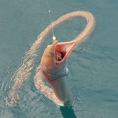 BobJone65614319's profile picture. He rawe te reo Māori.