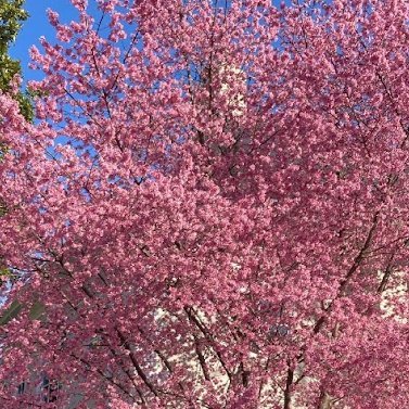 D.C. based
Kay ~ fertility awareness educator, home herbalist