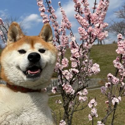 UU1158527491's profile picture. 2017/01/01 生まれ 柴犬
ラジオヘビーリスナー 野球 読書
柴犬YouTube 学び動画 音楽🎹🎸🥁🎺
主は舌がんR6/4/15手術〜5/30退院後唾液瘻の為自宅にて経鼻栄養　ファーストバイト症候群有り　犬の散歩　外の風、音　花　家族との時間幸せ　断端陽性の可能性がある為放射線治療60gyR79月抜歯