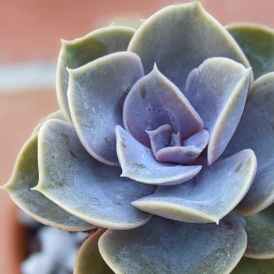 Here to share my love of #succulents and #plants in general! 💚

Come propagate with me!
🌱🌻🌿🌼🍃