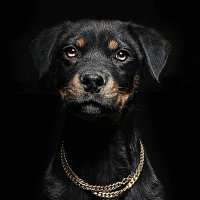 Gaole (@gaole123456789) 's Twitter Profile