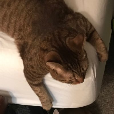 Beanpastebaddie's profile picture. I wish I were a bot