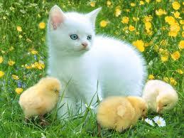 http://t.co/wi6xhYWV0c offers an overview with information about abyssinian, american bobtail, american curl, balinese, bengal, chausie, cornish rex, himalayan