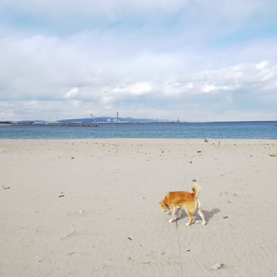 mametaro44's profile picture. 