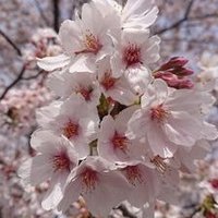 oniko (@oniko_nikoniko) 's Twitter Profile Photo oniko (@oniko_nikoniko) 's Twitter Profile Photo