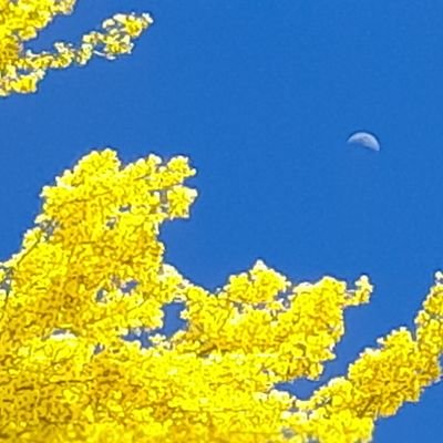 JoScheff's profile picture. Geologist. Educator. Perplexed Tired of hearing 'dumb as a rock'. If you don't speak rock maybe take intro geo at your local community college.