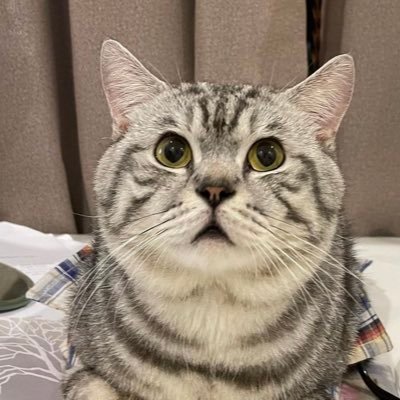 belajaratuhh's profile picture. 