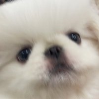 もふぞう (@mofufufuzo_0130) 's Twitter Profile Photo