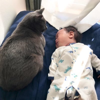 夫と1歳児(2022.3.7👦)と猫と暮らしてます。育児中の毎日のごはんやお弁当の記録🍳