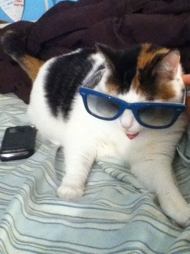 KittySardo's profile picture. smarter than the average kitty