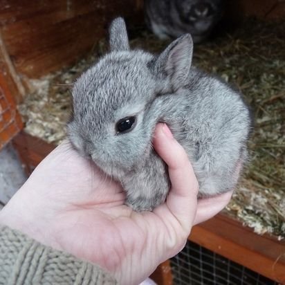 Chantel97234129's profile picture. 🐁 ⋆ 🐇  🎀  𝐿𝑒𝓉 𝓂𝑒 𝒷𝑒 𝓎🌸𝓊𝓇 𝓁𝒾𝑔𝒽𝓉 𝒾𝓃 𝓉𝒽𝑒 𝒹𝒶𝓇𝓀  🎀  🐇 ⋆