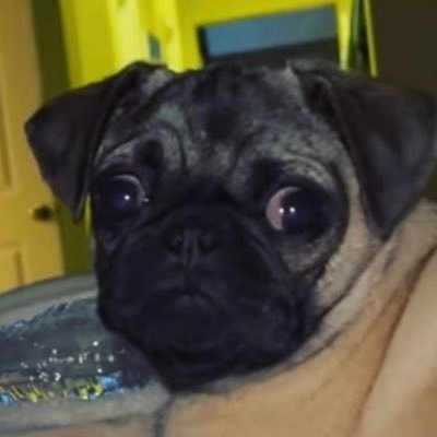 #Justice4BamBam On a mission to get Aaron Carter to admit what happened to his missing pug, Bam Bam, and to stop Aaron's irresponsible backyard dog breeding