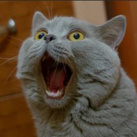 Simonsayss (@simonsayss11) 's Twitter Profile