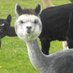 LaaLaaTheAlpaca (@LaaLaaTheAlpaca) Twitter profile photo