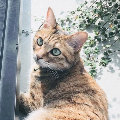 suwa atsukoさんのプロフィール画像