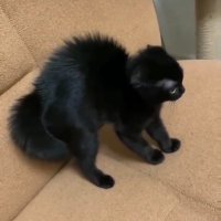 WANTED (@good_kattt) 's Twitter Profile