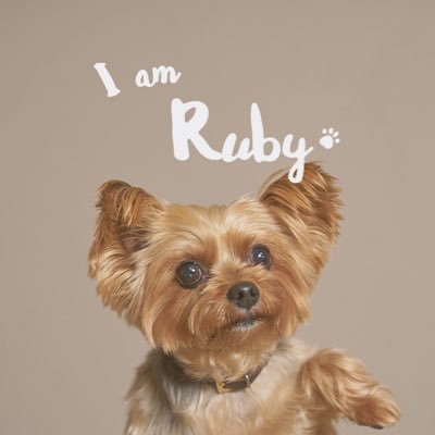 I'm Ruby ,Yorkie, born on 2/July/14, living in Tokyo. instagram: Ruby_the_yorkie