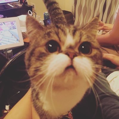 wasabi_cat_jp's profile picture. 2017.5- 平たい顔族ミヌエット♂ よろしくおねがいします！ 猫飼ってる方無言フォローすみません😭