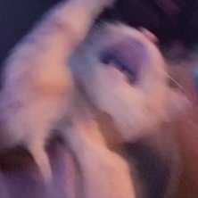 ronviさんのプロフィール画像