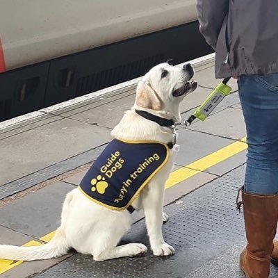 Retired Ophthalmic Nurse Practitioner. Dog lover. Guide Dog Puppy Raiser