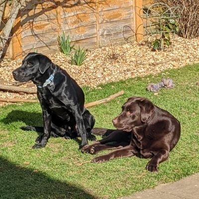 We live with our huparents who don't give us as much noms as we deserve, especially me. I is a hunky choccy lab and he's a mere black pupster lab