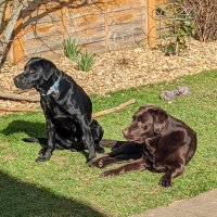 Sidney Choccy & Jeeves Labby (@sidneychoccy) 's Twitter Profile