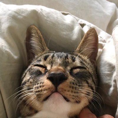 🏠20190908~ 19년3월생 큰고양이 #깜코찾아요 서울시 송파구 가락동 개롱역 🏜디엠 받아용