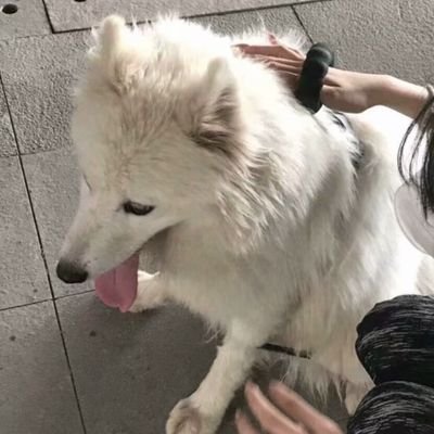 yangsanxinMG's profile picture. ...