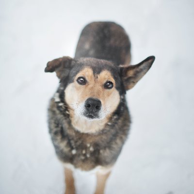 Shelter for abandoned dogs and cats. 1400 dogs and 200 cats.
We rescue, care for, and find homes for homeless pets who arrive at for various reasons. #Ukraine.