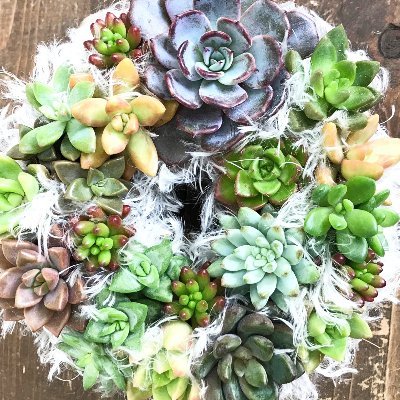 petit_risu's profile picture. 