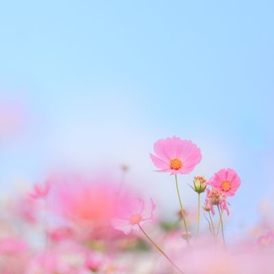 お花がすき。写真がすき。