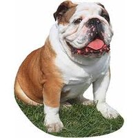 bulldog Lover Community(@bulldog_fans) 's Twitter Profile Photo