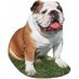 bulldog Lover Community (@bulldog_fans) Twitter profile photo bulldog Lover Community (@bulldog_fans) Twitter profile photo