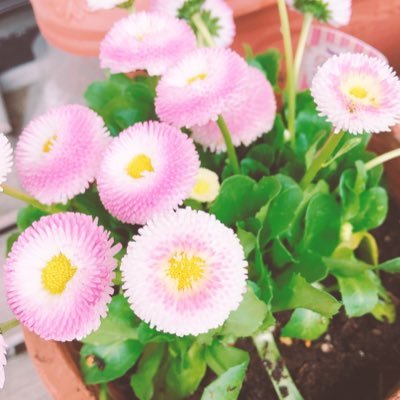 Kanna_withmusic's profile picture. ビューティーこくぶ様が一途に好き🤖💓BKフェチ専門家/雑誌VOCEｱﾝﾊﾞｻﾀﾞｰ・撮影ﾓﾃﾞﾙ/美容・ﾒｲｸｱﾄﾞﾊﾞｲｻﾞｰ/芸能事務所所属/お仕事依頼はDM下さい✉️