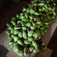 pak afan (@pakafan1) 's Twitter Profile Photo