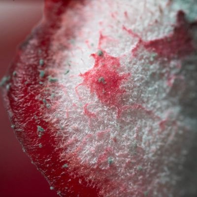 hughdesign_Sc's profile picture. ⛽️