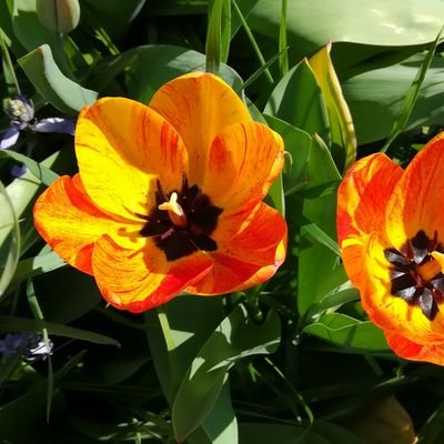 En balade sur Twitter, de tweet en tweet, sans nécessaire besoin de suivre ou d'être suivie par qui que ce soit. Juste apprendre, comprendre, partager.