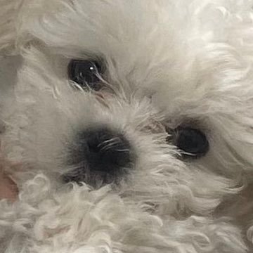 pasteldrawing's profile picture. 