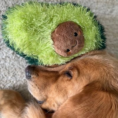 Ride or Die with my main man Guac from @TheGoldenRatio4 | Emotional support avocad for Guacoman | Fan Account