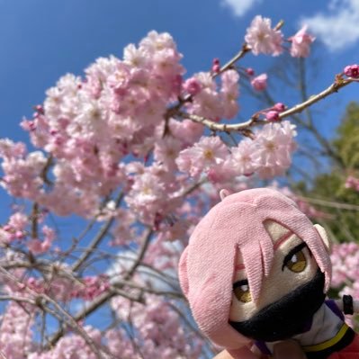 絛 泉燭（さなだ いおり）さんのプロフィール画像