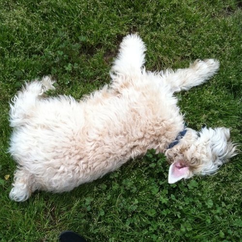 BuddhaWheaten's profile picture. Buddha is no longer with us. He will be missed.