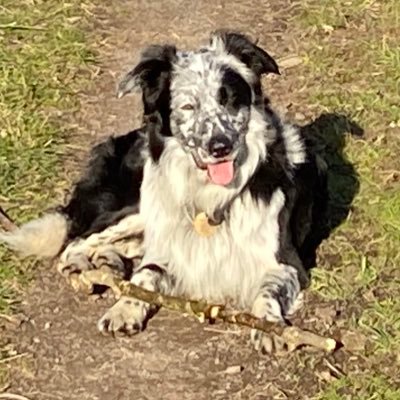 Joey_brexit_dog Profile Picture