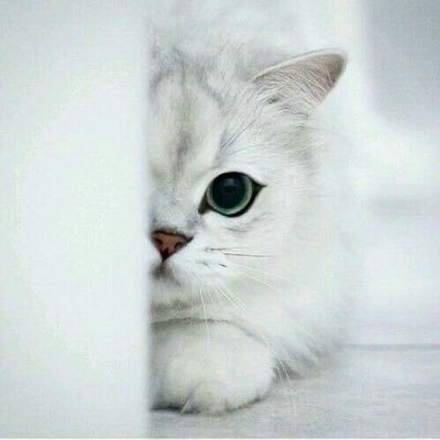 se_90l's profile picture. ﻣוآ دام القادمُ بيد اﻟﻟھّٓہ فنحن *بخير دائماً"* 💙🕊