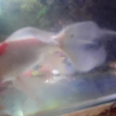 Westprog79's profile picture. iseng