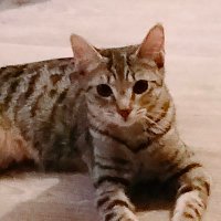 Brian - the other one (@huge_spinner) 's Twitter Profile