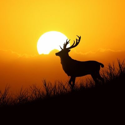 RajaKamti14's profile picture. gdddd