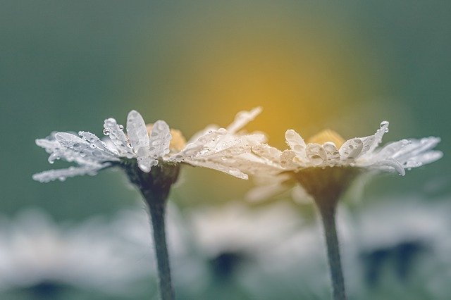 Sumru65098654's profile picture. 