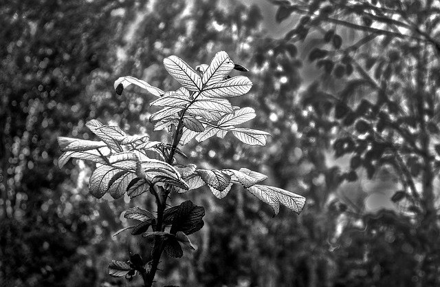 GorkeGulp's profile picture. 