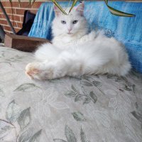 Cat Lover to Missy, Allie, Timmy & 🌈 Angel Daisy (@catlover068) 's Twitter Profile Photo Cat Lover to Missy, Allie, Timmy & 🌈 Angel Daisy (@catlover068) 's Twitter Profile Photo